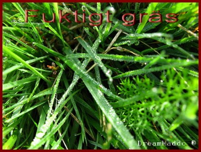 Fuktigt i gräset
